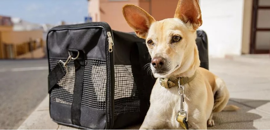 Sac transport pour chien : guide d'achat comment choisir le bon