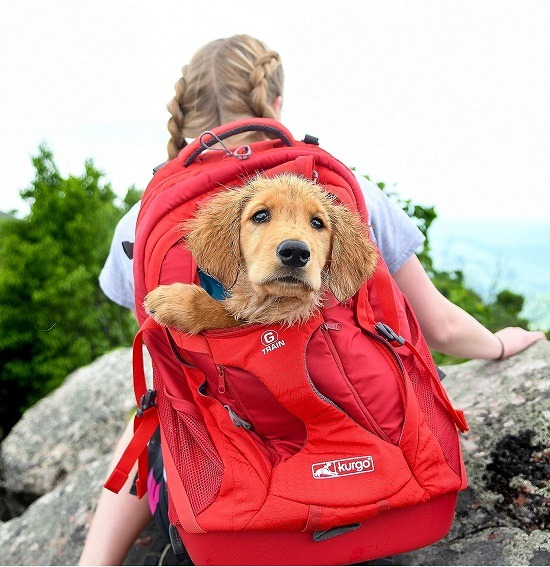 Top 10 Sacs de Transport pour Chien : Avion, Voiture & Haut de